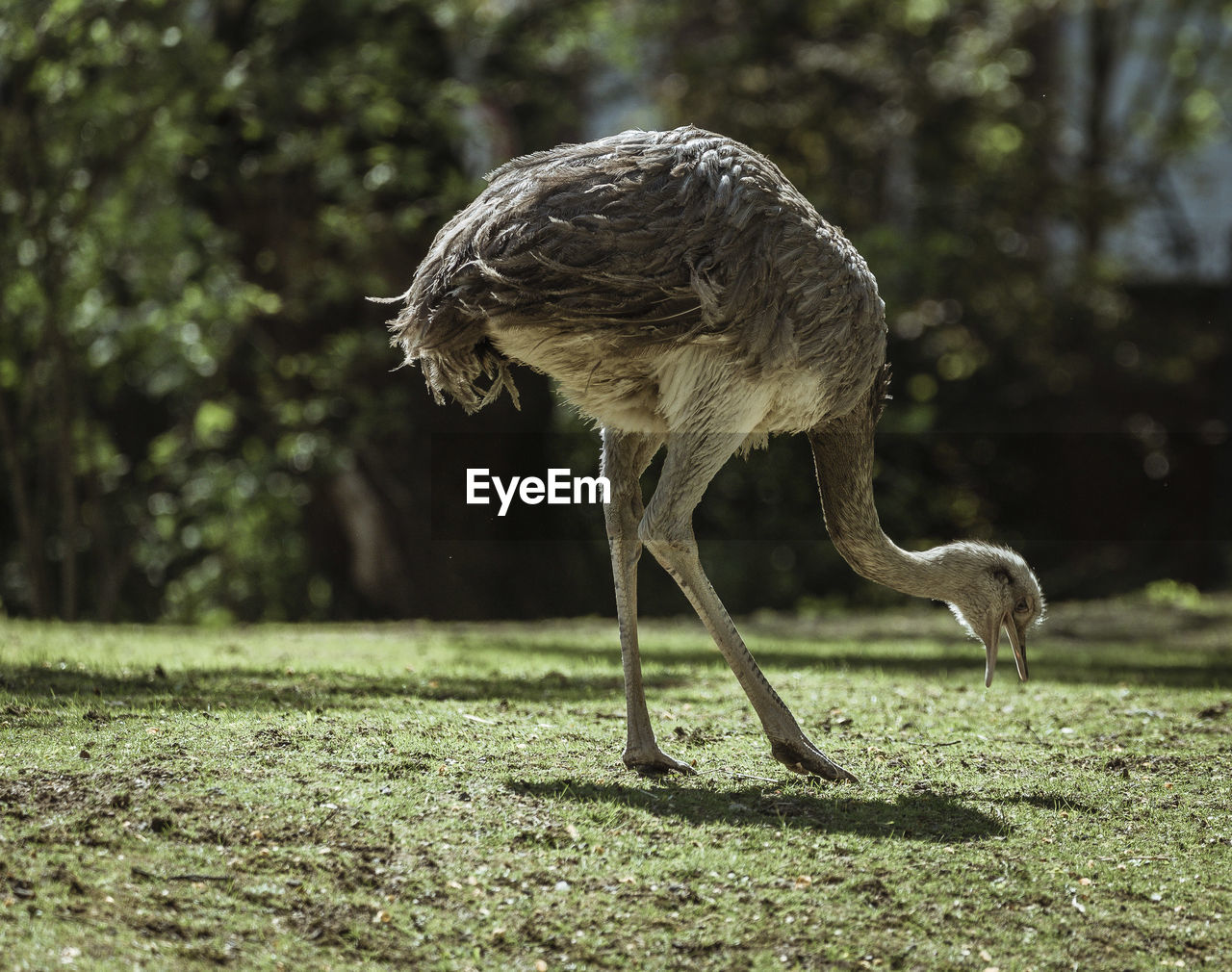 View of a bird on field