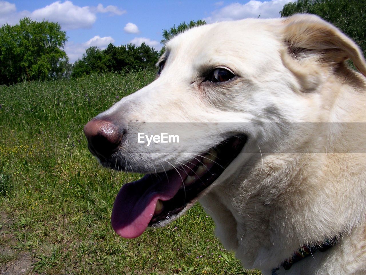 CLOSE-UP OF DOG ON GRASSY FIELD