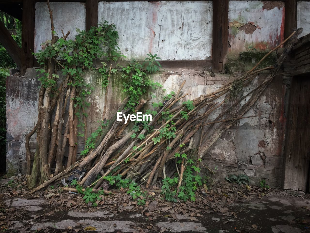 CLOSE-UP OF IVY GROWING ON WALL