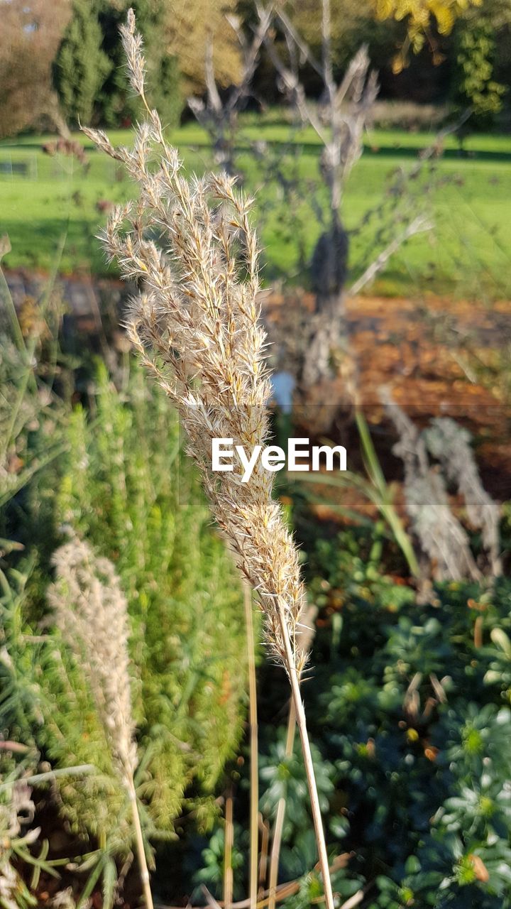 CLOSE-UP OF WHEAT GROWING IN FIELD