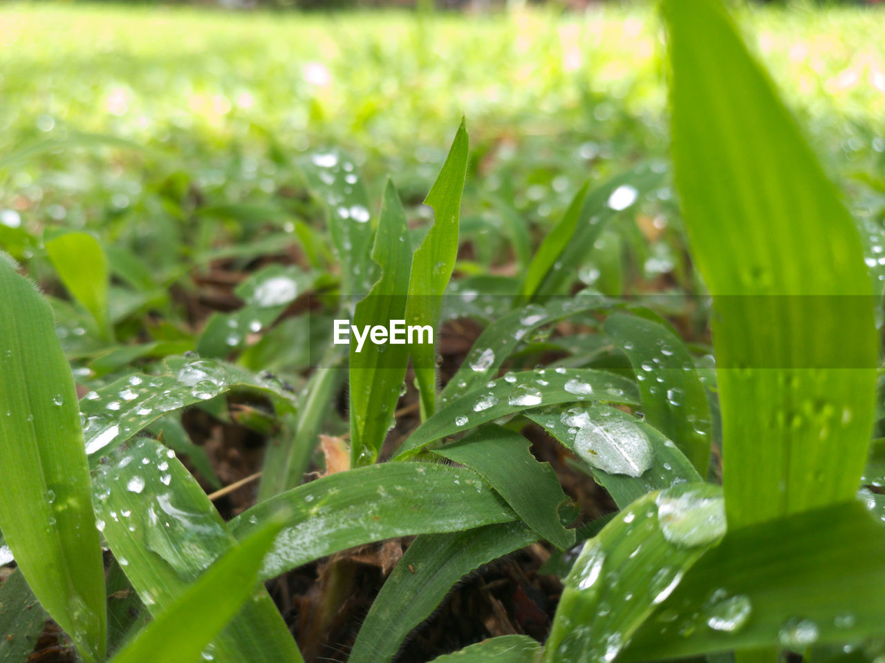 CLOSE-UP OF RAINDROPS ON PLANT