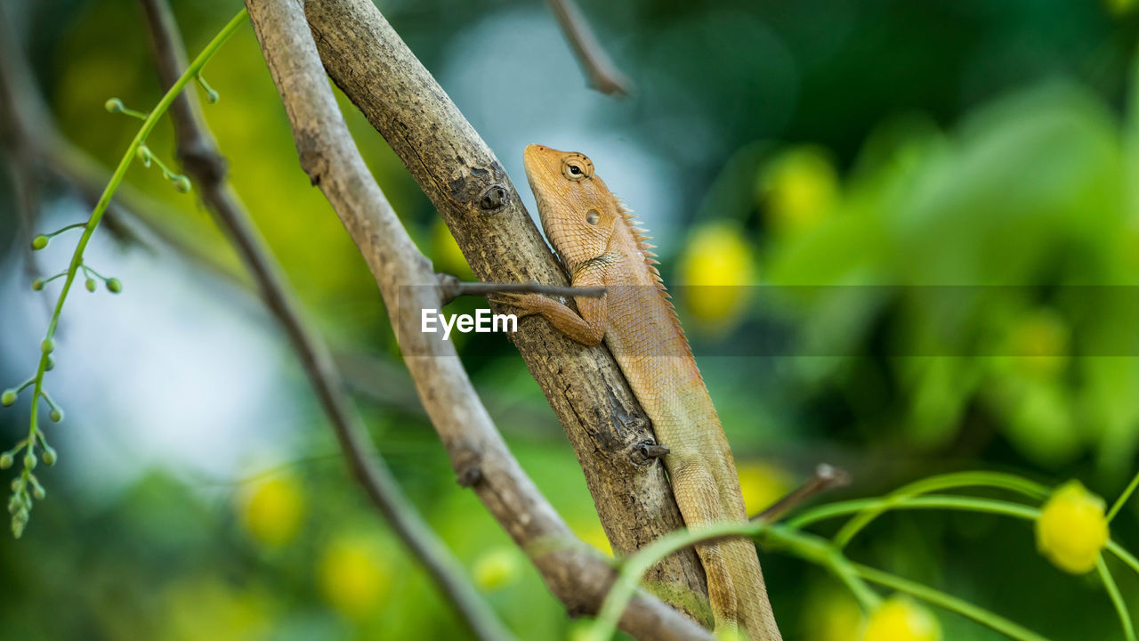 CLOSE-UP OF A LIZARD ON BRANCH