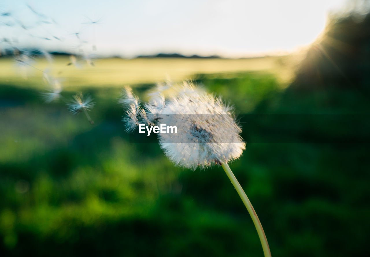 Dandelion seed blowing in the wind at sunset