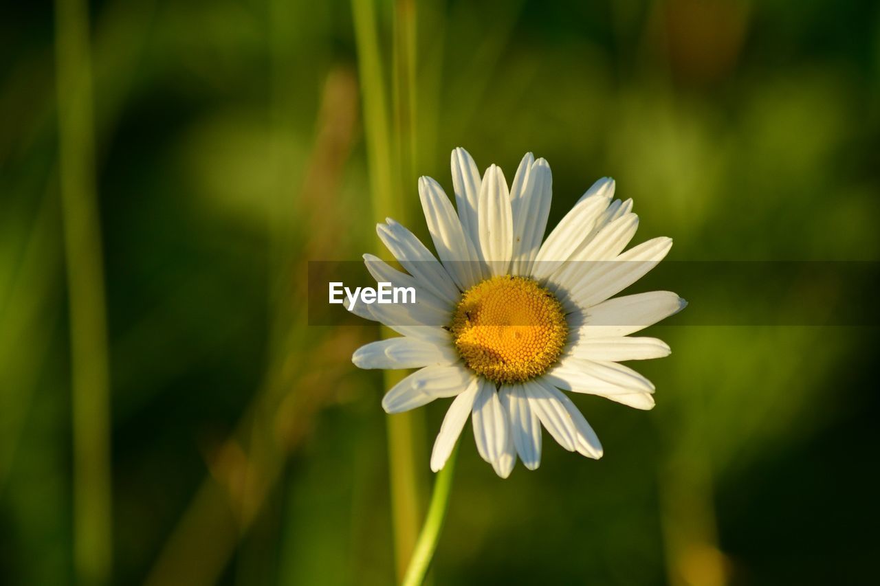 Close-up of white daisy flower