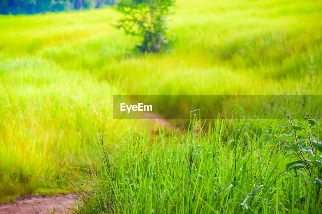 Grass growing in field