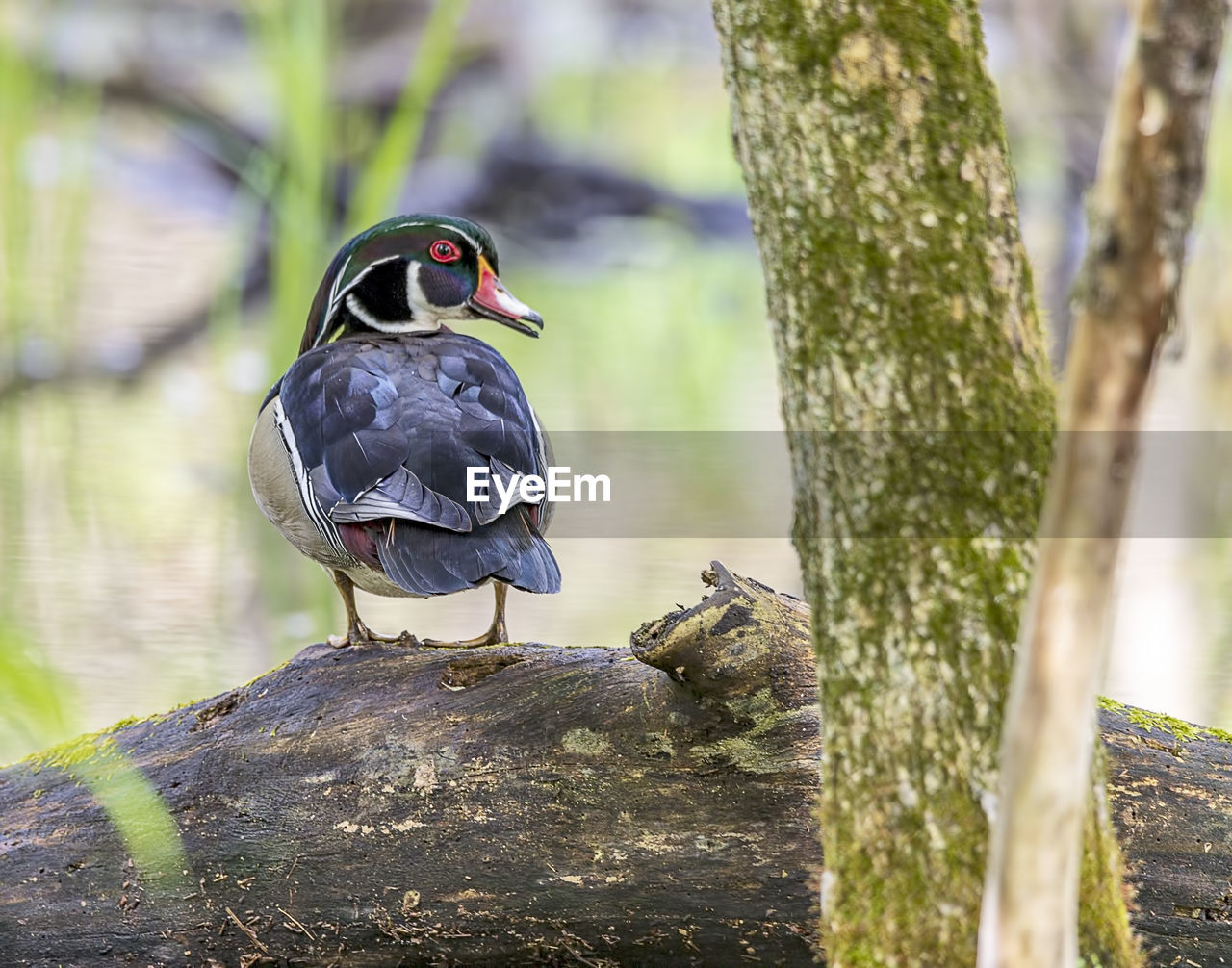 Bird perching on tree trunk