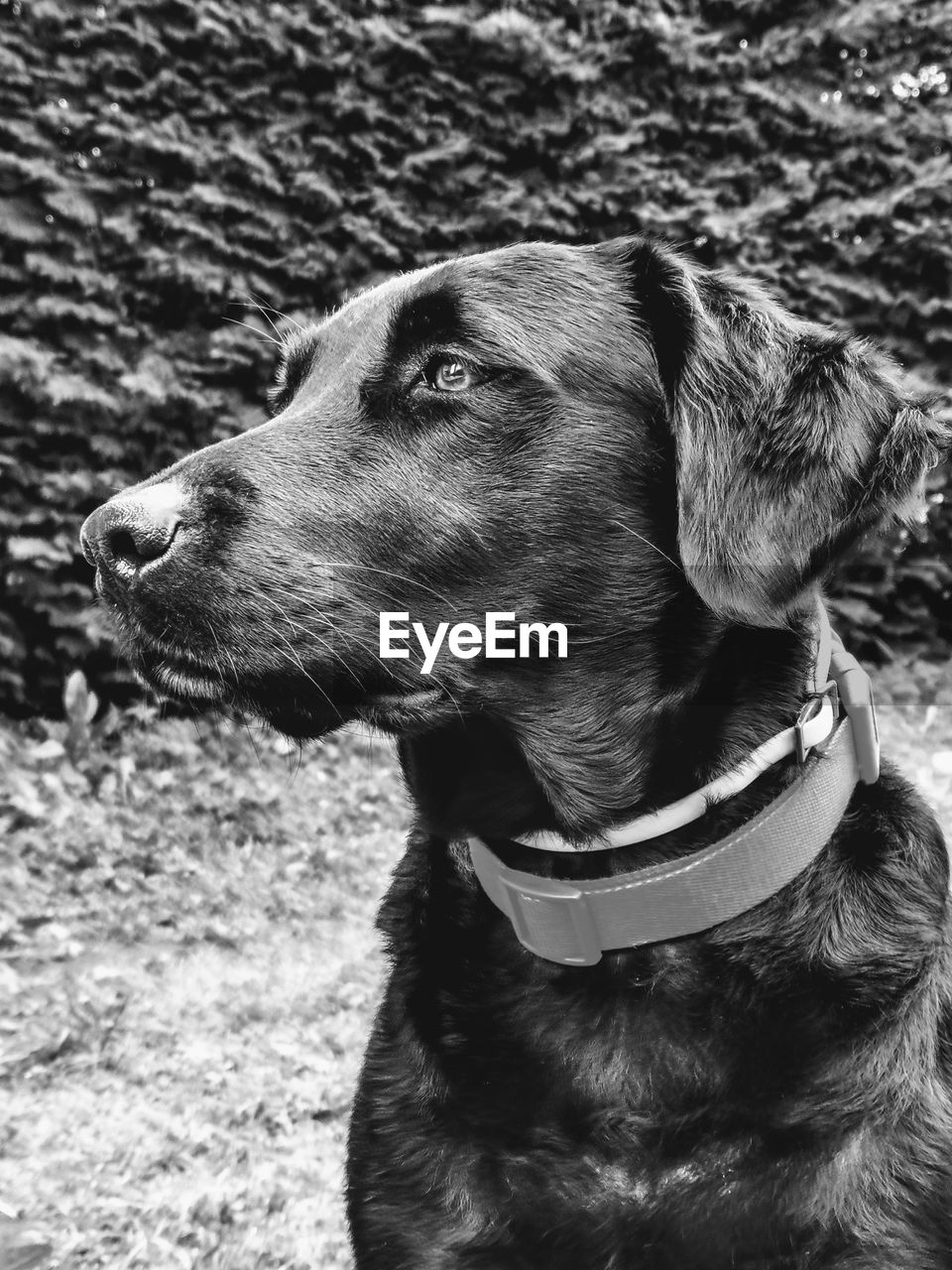 one animal, pet, canine, dog, domestic animals, animal themes, animal, mammal, black, black and white, looking away, looking, monochrome, pet collar, day, collar, no people, monochrome photography, labrador retriever, close-up, animal body part, nature, animal head, land, outdoors