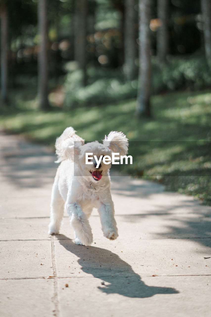 Portrait of dog running on street