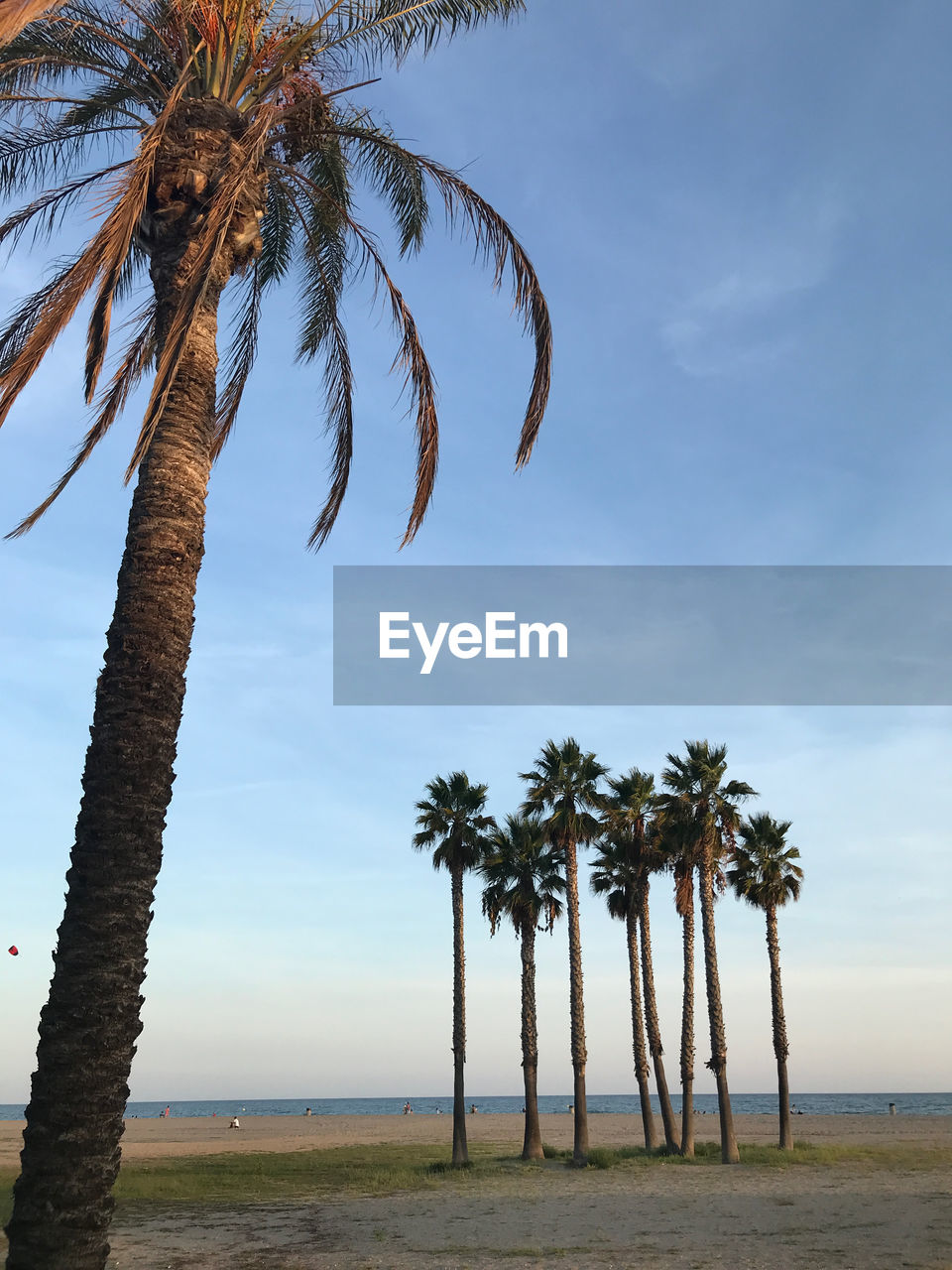 Palm trees on beach against sky