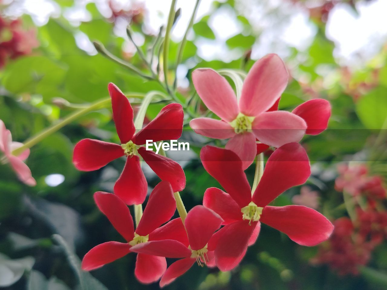 plant, flower, flowering plant, beauty in nature, nature, plant part, red, leaf, freshness, close-up, growth, tree, petal, no people, blossom, outdoors, pink, focus on foreground, fragility, springtime, flower head, day, environment, inflorescence