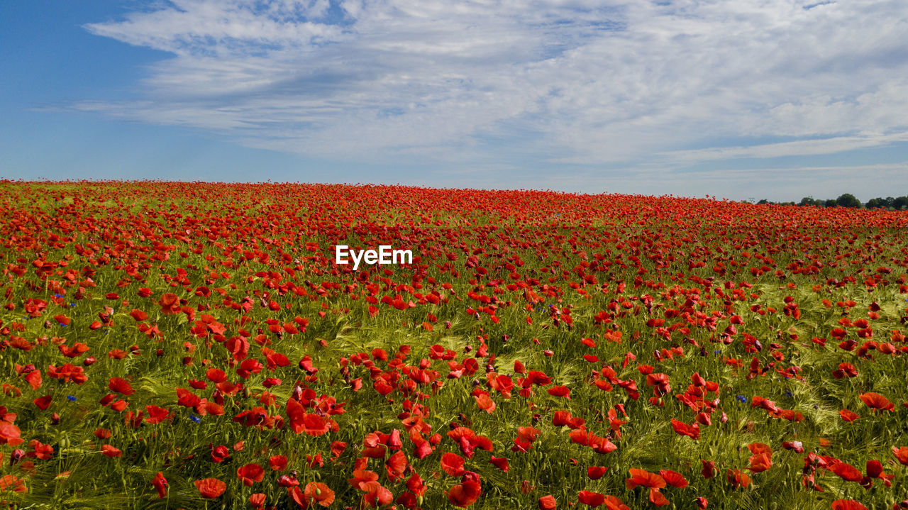 Red poppy flowers growing on field against sky