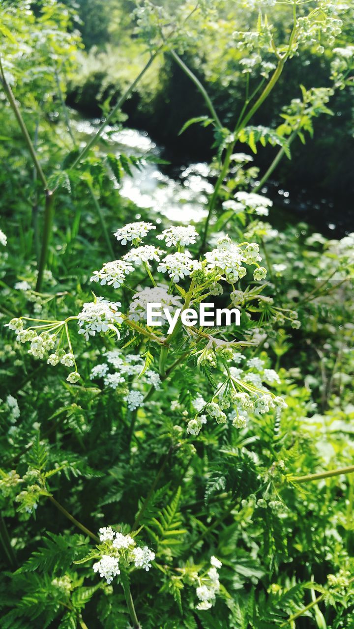 CLOSE-UP OF WHITE FLOWERING PLANTS