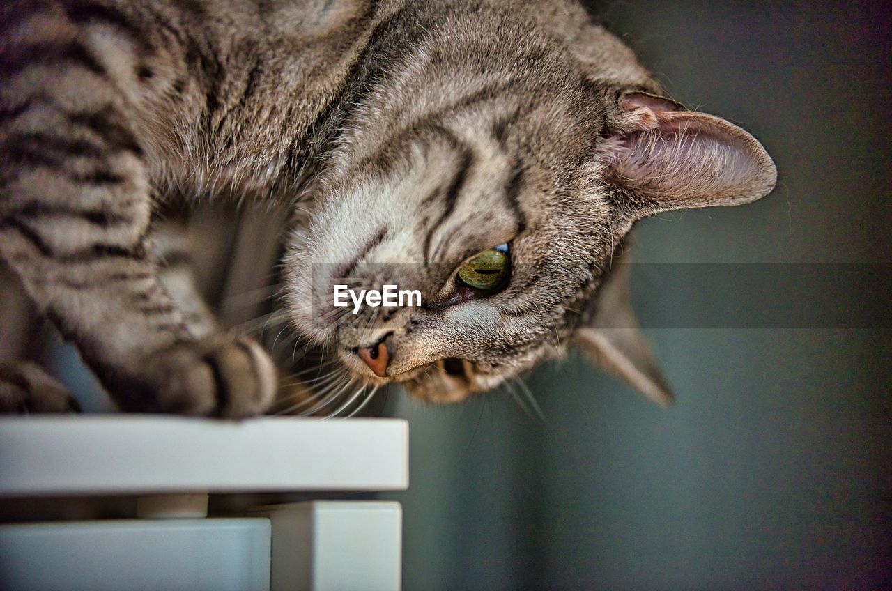 CLOSE-UP OF A CAT LOOKING AWAY