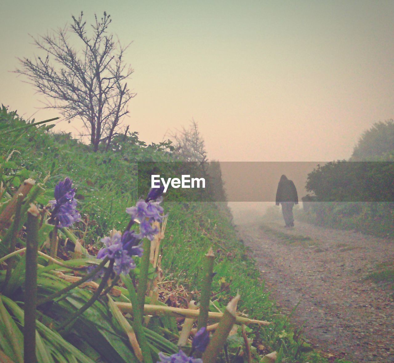 Rear view of man walking on country road in foggy weather