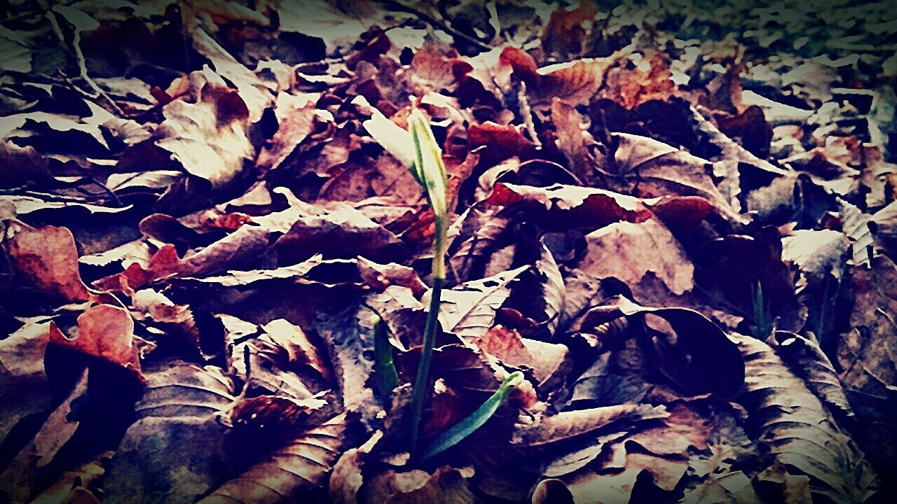 LEAVES ON PLANT