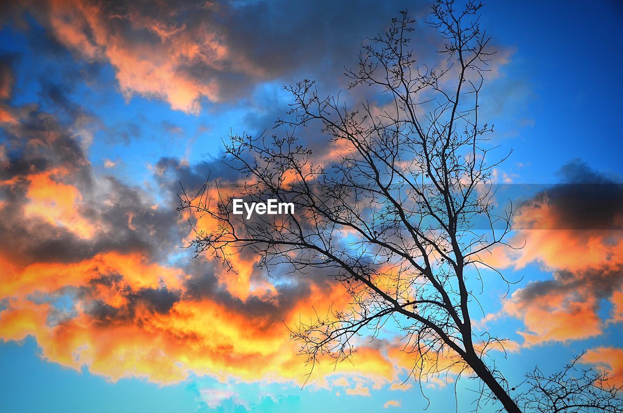 LOW ANGLE VIEW OF SILHOUETTE BARE TREE AGAINST SKY