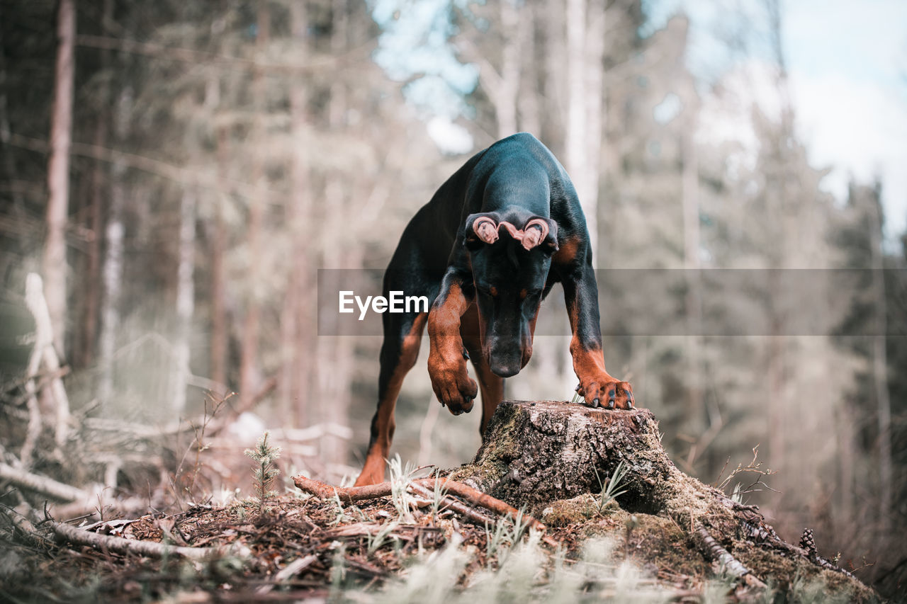 View of dog in forest