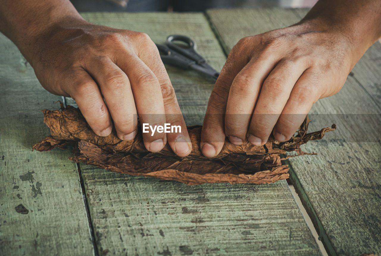 Cuban cigar manufacturer rolls a cigar out of a leaf.