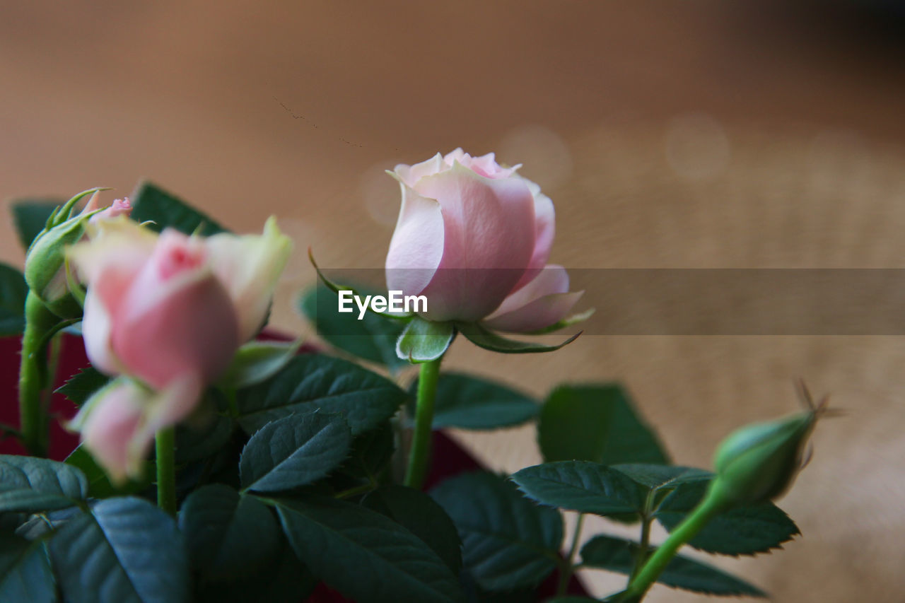 plant, flower, flowering plant, leaf, freshness, plant part, beauty in nature, nature, pink, close-up, petal, rose, fragility, flower head, macro photography, growth, green, no people, inflorescence, blossom, selective focus, outdoors, bud, focus on foreground, springtime