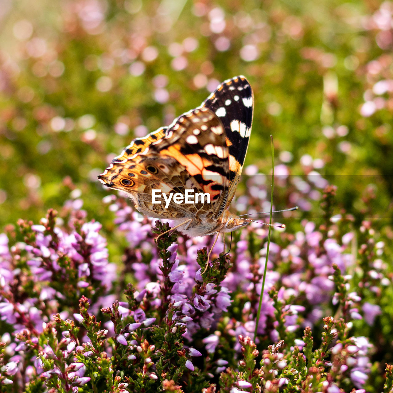 Close-up of butterfly pollinating on purple flower