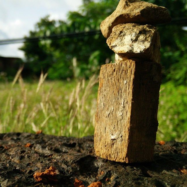 CLOSE-UP OF WOOD ON FIELD