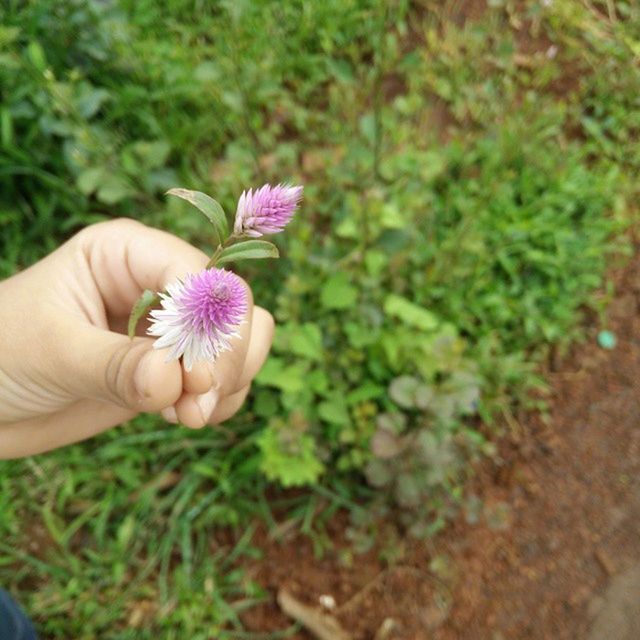 CLOSE-UP OF HAND HOLDING FLOWER IN FIELD