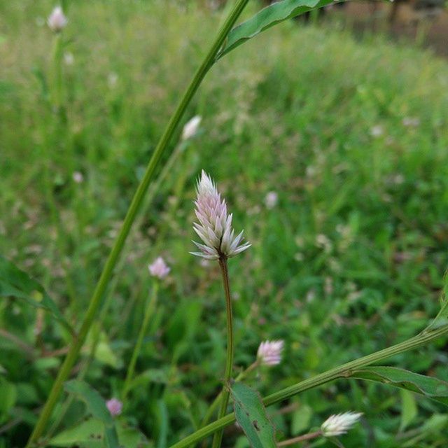 CLOSE-UP OF PINK FLOWERS BLOOMING IN FIELD