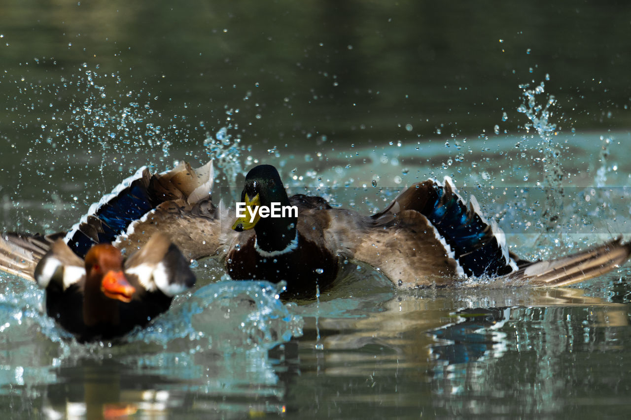 Ducks swimming in pool