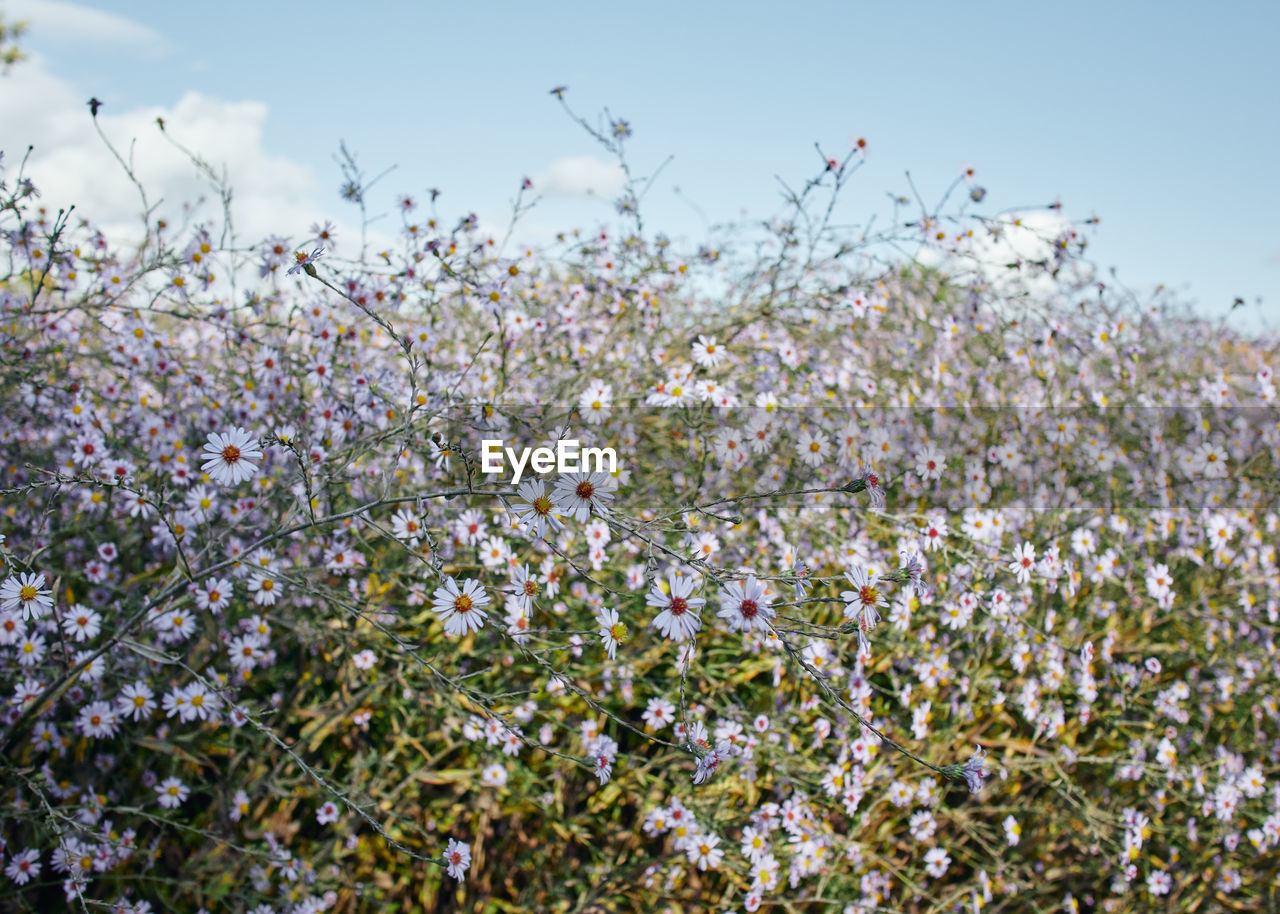 Close-up of white flowering plants on field against sky