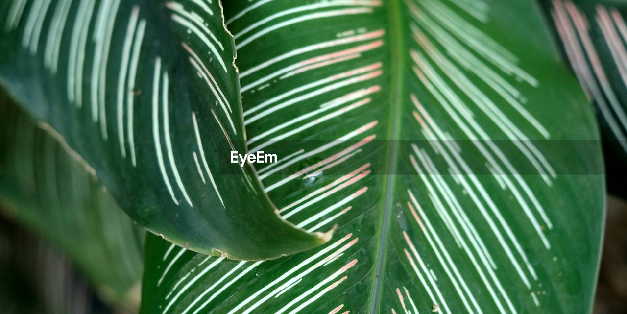 Close-up of palm leaves