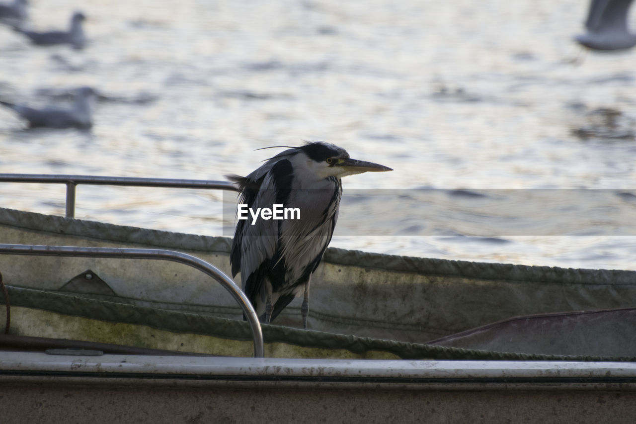 Close-up of grey heron perching on railing
