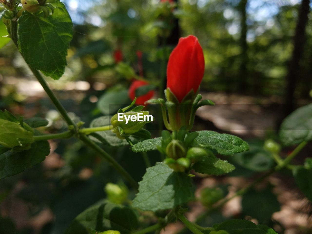 Close-up of red flowers