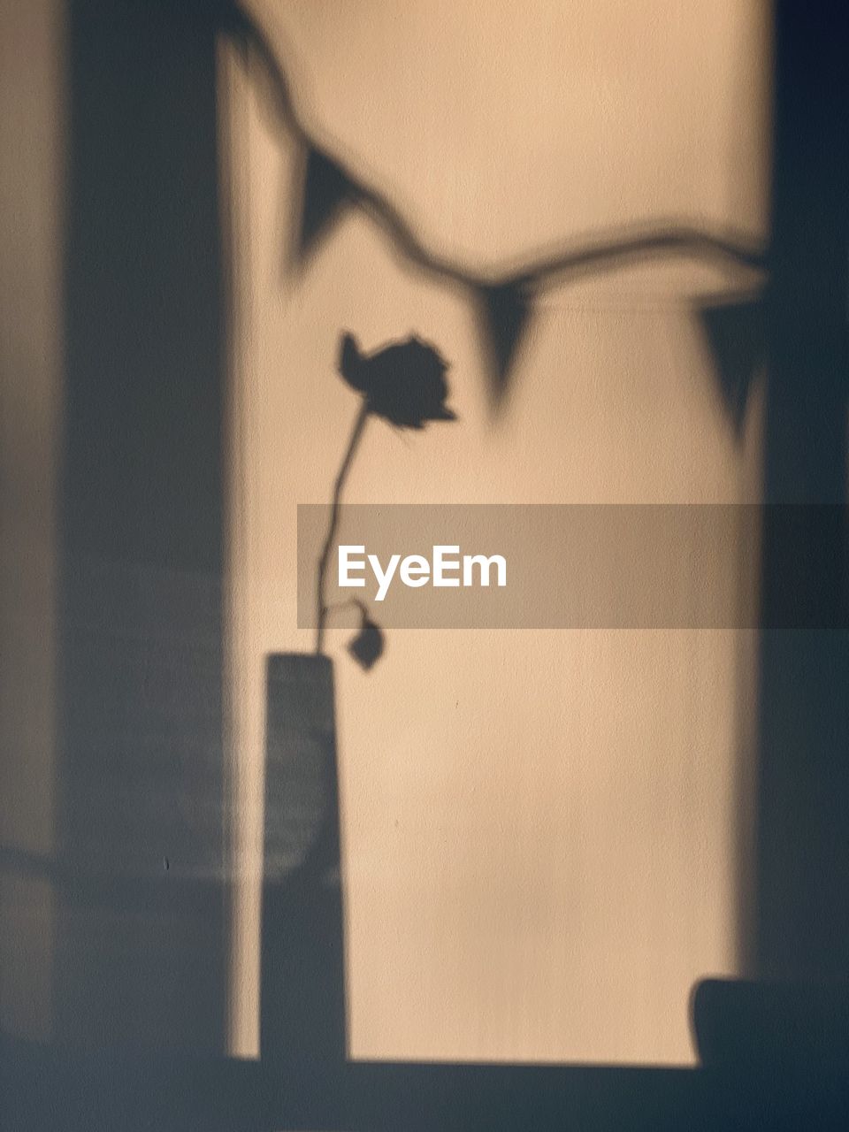 Shadow of flower on window at home