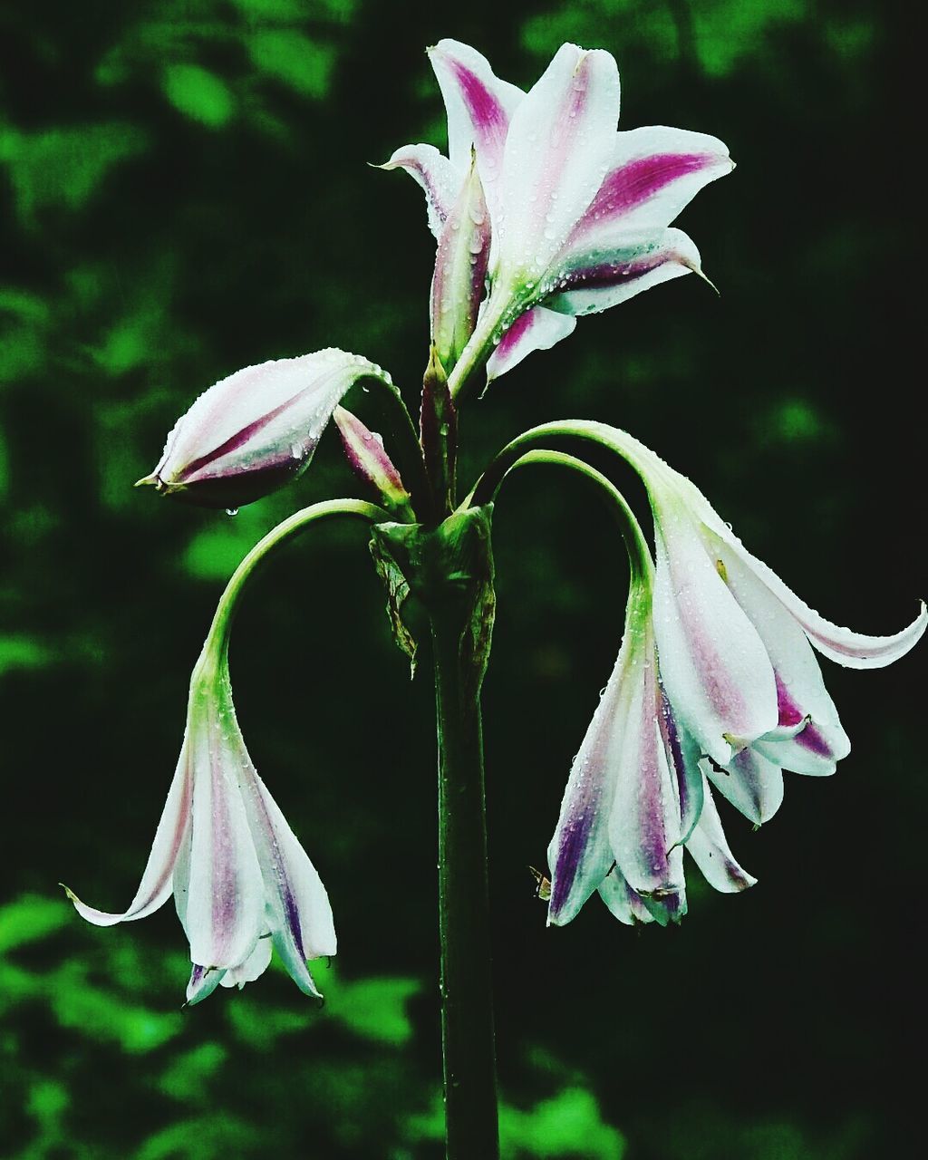 CLOSE-UP OF PINK FLOWERS BLOOMING