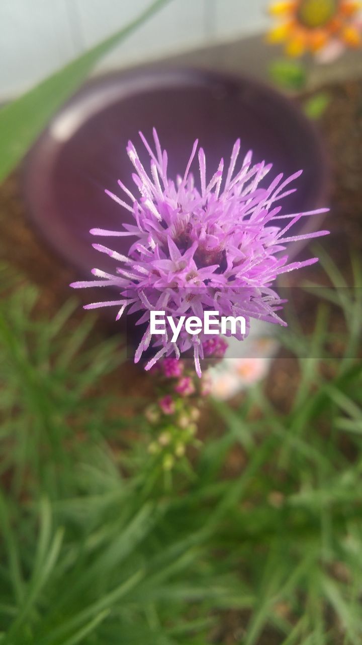 CLOSE-UP OF PINK FLOWERS BLOOMING