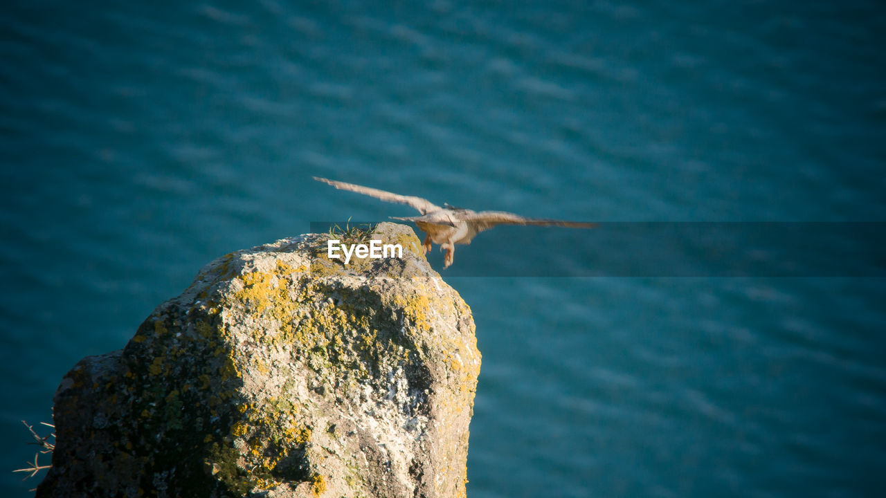 CLOSE-UP OF BIRD PERCHING ON SEA AGAINST SKY