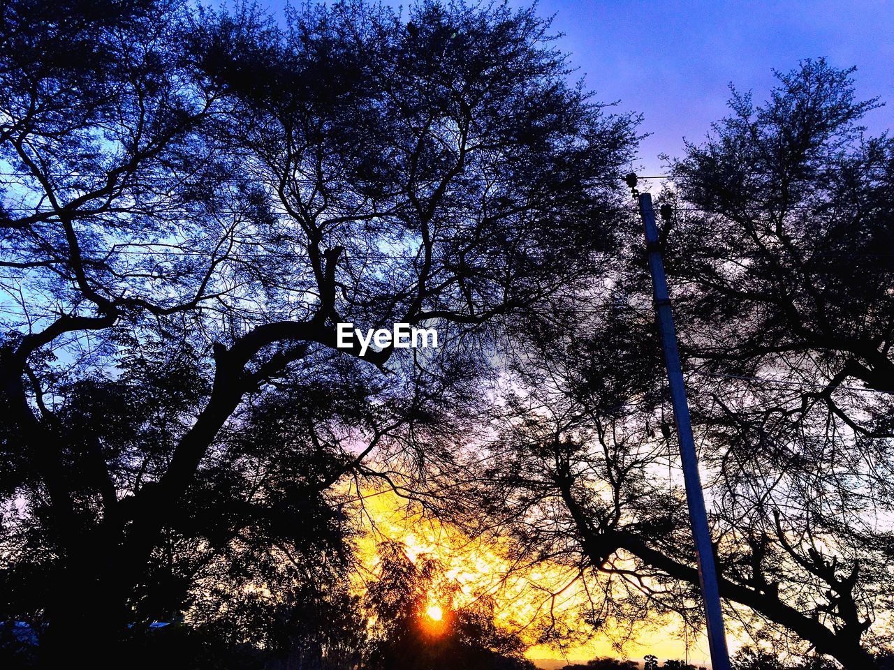 LOW ANGLE VIEW OF SILHOUETTE BARE TREE AGAINST SKY