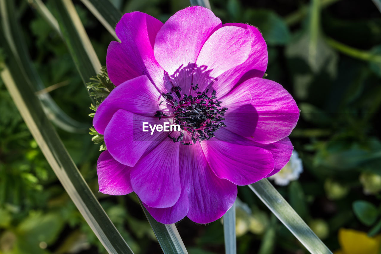 Close-up of pink flower