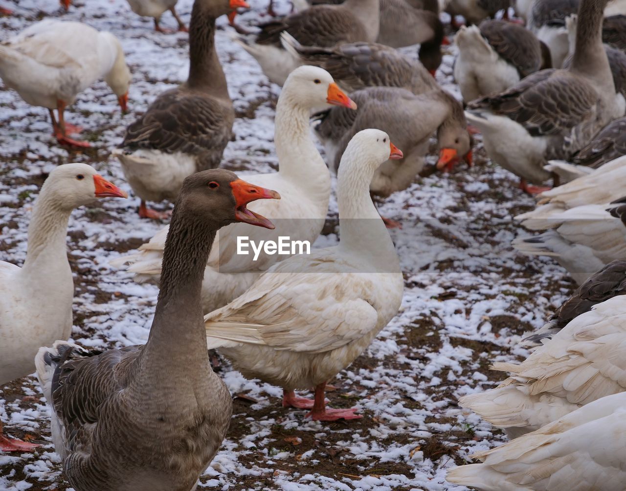 Ducks on a field