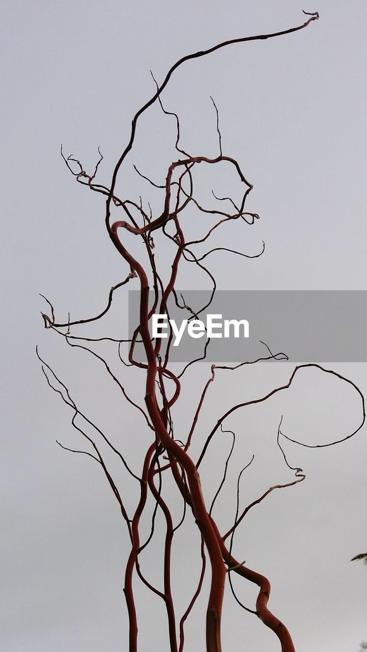 LOW ANGLE VIEW OF BARE TREE AGAINST THE SKY