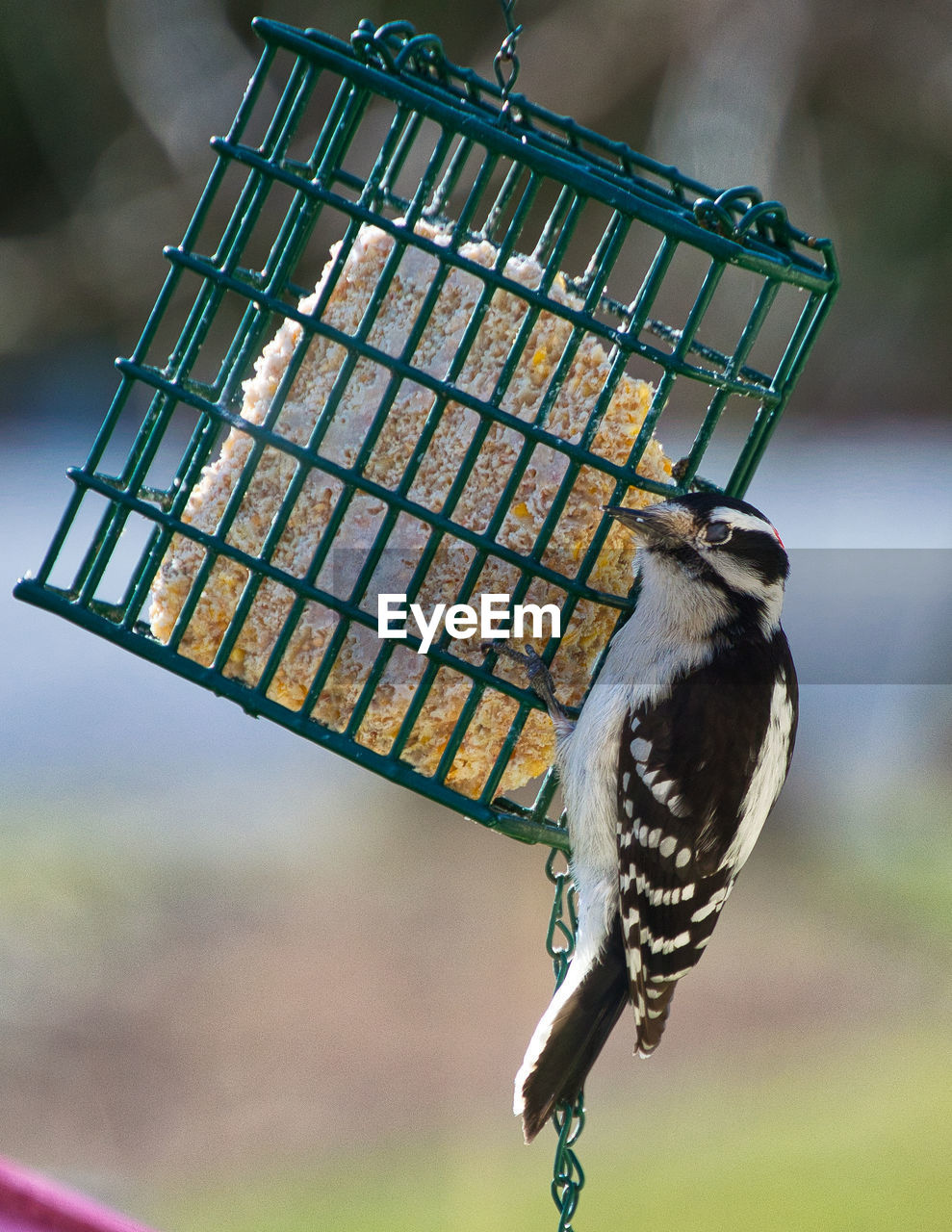 CLOSE-UP OF BIRD PERCHING ON FEEDER