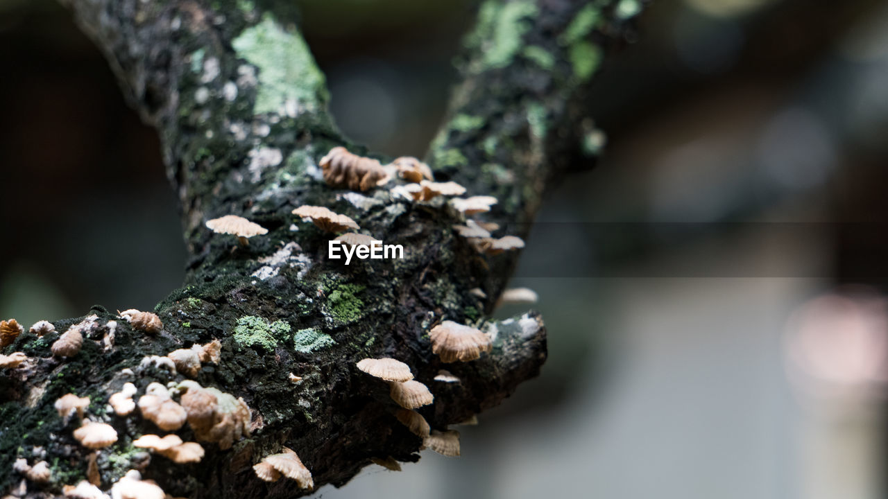 CLOSE-UP OF MUSHROOMS GROWING ON TREE