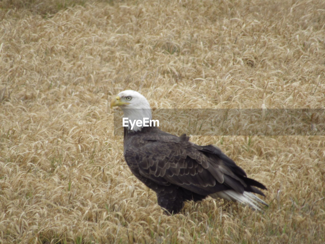 CLOSE-UP OF HAWK ON FIELD