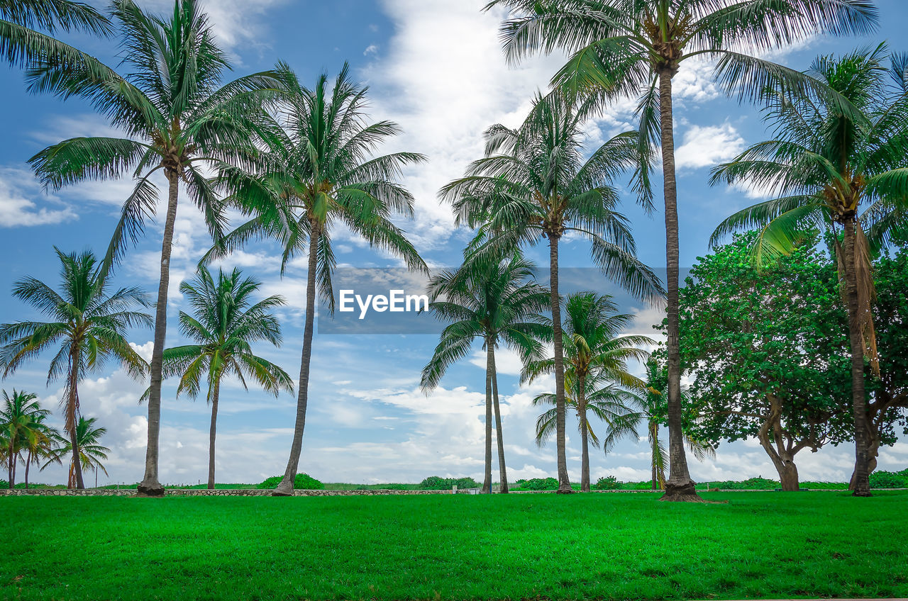 Palm trees on field against sky