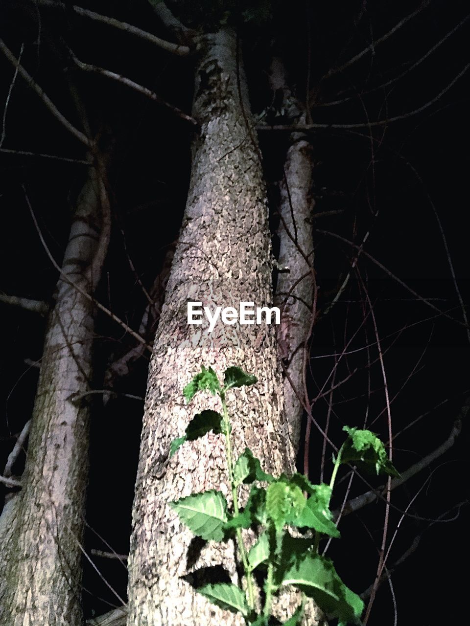 CLOSE-UP OF TREE IN FOREST