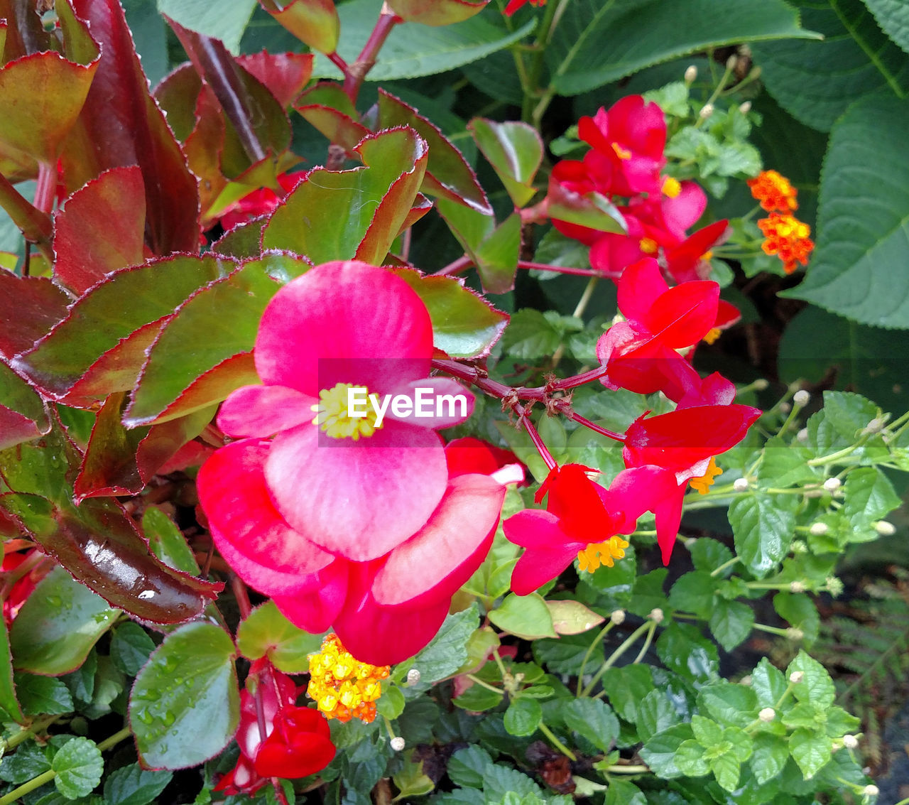 Close-up of pink flowers