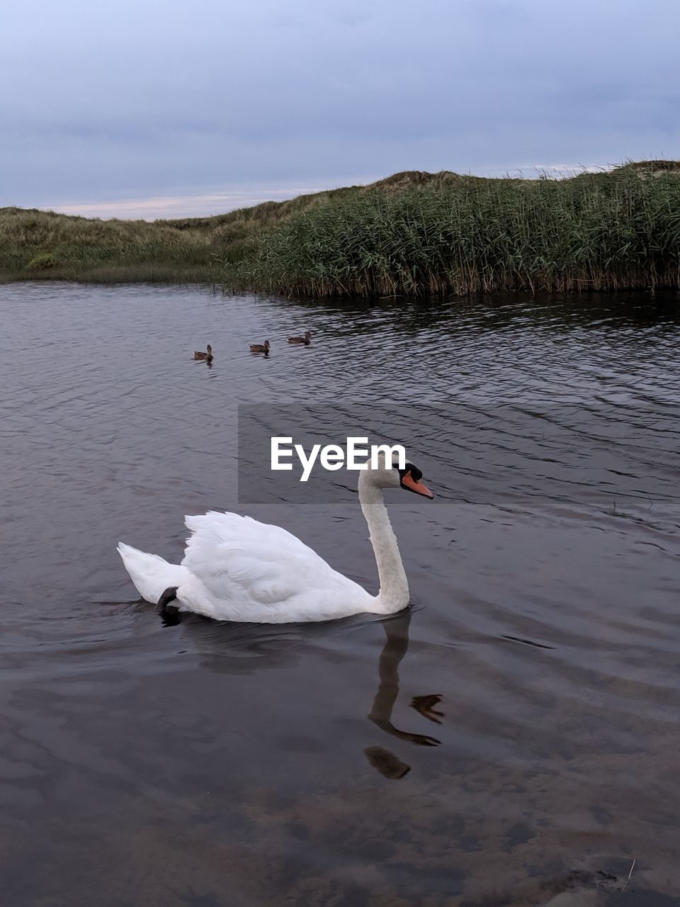 SWANS SWIMMING IN A LAKE