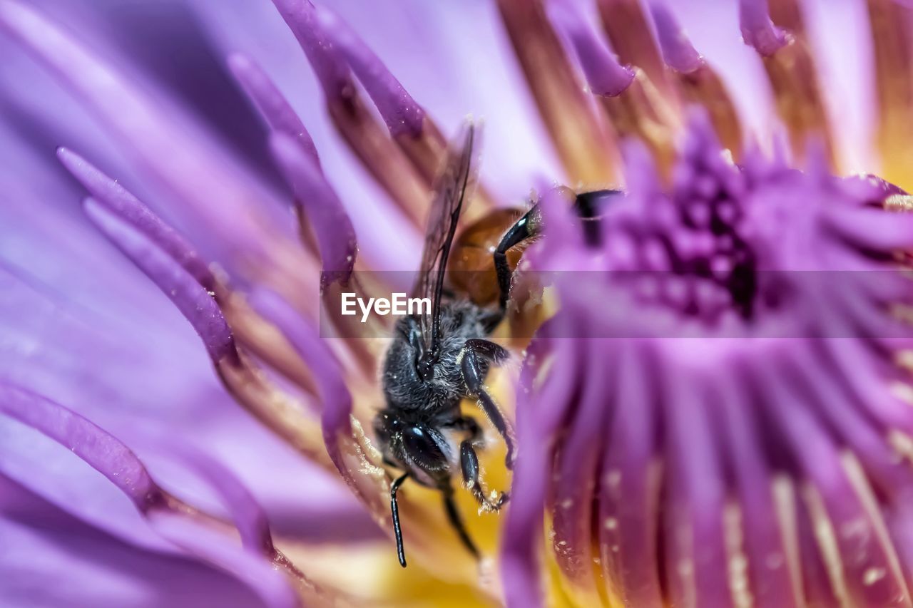 CLOSE-UP OF BEE POLLINATING ON FLOWER