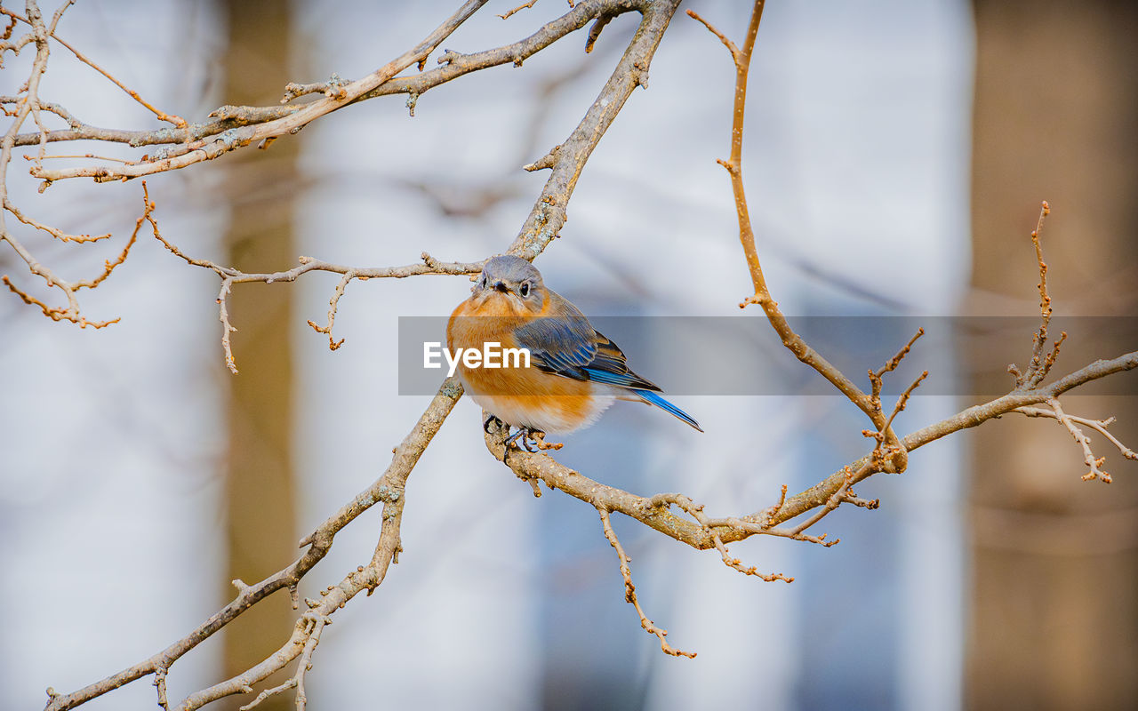 Low angle view of bird perching on branch