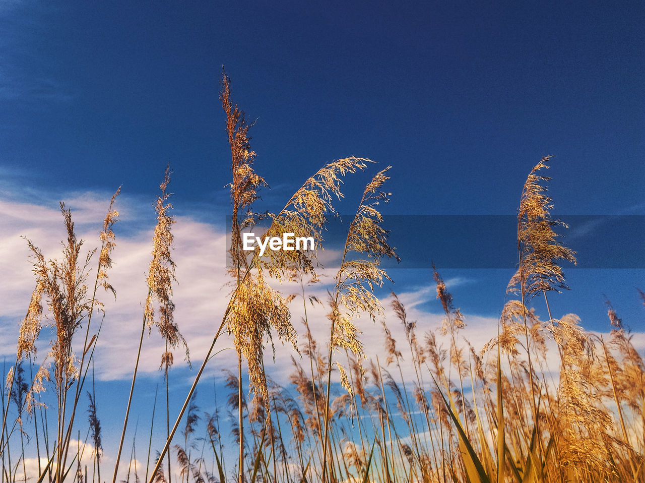 Low angle view of plants against blue sky